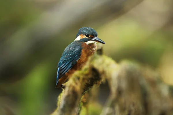 Alcedo Atthis Kommt Ganz Europa Vor Suche Nach Langsam Fließenden — Stockfoto