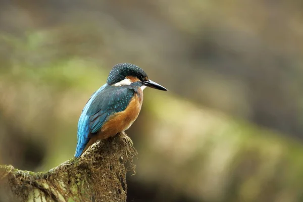 Alcedo Esto Ocurre Toda Europa Buscando Ríos Flujo Lento Agua — Foto de Stock