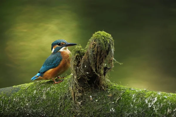 Alcedo Atthis Зустрічається Всій Європі Шукає Річок Повільно Тече Чистої — стокове фото