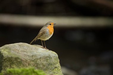 Erithacus rubecula. Avrupa küçük kuş, Avrupa çapında her yerde. Scandinavia Kuzey yanı sıra, ayrıca Kuzey-Batı Asya ve Kuzey Afrika'da bulunur. Ücretsiz doğa. Çek Cumhuriyeti vahşi doğası. Güzel fotoğraf. Akış. Su.