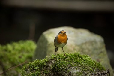 Erithacus rubecula. Avrupa küçük kuş, Avrupa çapında her yerde. Scandinavia Kuzey yanı sıra, ayrıca Kuzey-Batı Asya ve Kuzey Afrika'da bulunur. Ücretsiz doğa. Çek Cumhuriyeti vahşi doğası. Güzel fotoğraf. Akış. Su.