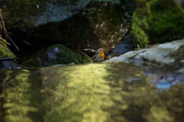 Erithacus rubecula. Avrupa küçük kuş, Avrupa çapında her yerde. Scandinavia Kuzey yanı sıra, ayrıca Kuzey-Batı Asya ve Kuzey Afrika'da bulunur. Ücretsiz doğa. Çek Cumhuriyeti vahşi doğası. Güzel fotoğraf. Akış. Su.