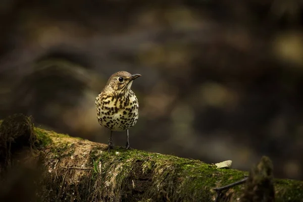 Turdus Philomelos Obyvatelem Lesů Zahrad Rozšířen Celé Evropě Divoké Přírody — Stock fotografie