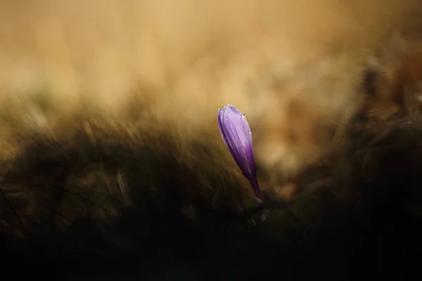 Crocus Albiflorus Uma Planta Rara Natureza Livre Checo Natureza Primavera — Fotografia de Stock