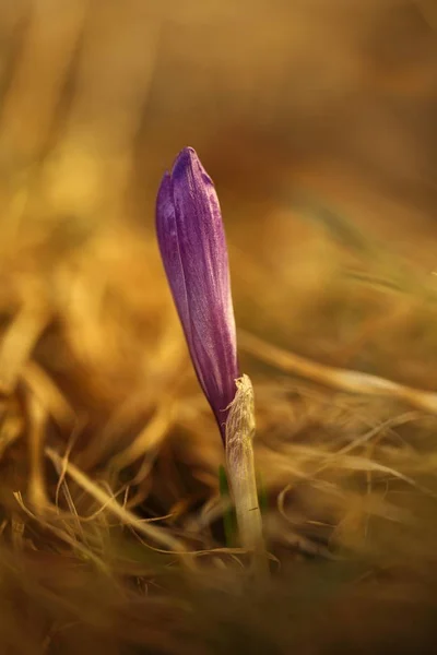 Crocus Albiflorus Rare Plant Free Nature Czech Spring Nature Czech — Stock Photo, Image