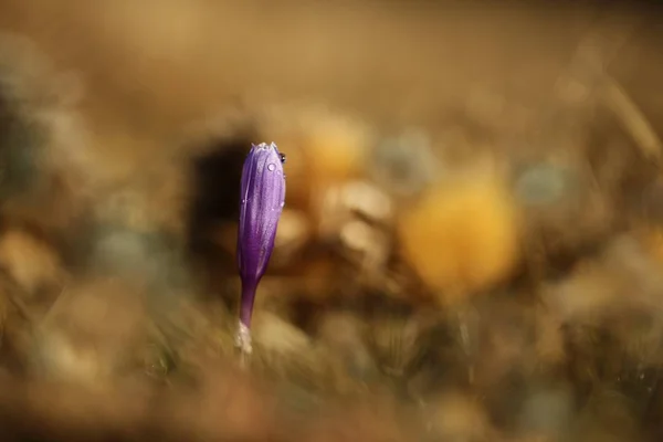 Crocus Albiflorus Plantă Rară Natura Liberă Cehiei Natură Primăvară Cehă — Fotografie, imagine de stoc