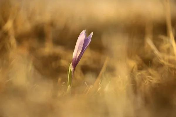 Crocus Albiflorus Rare Plant Free Nature Czech Spring Nature Czech — Stock Photo, Image