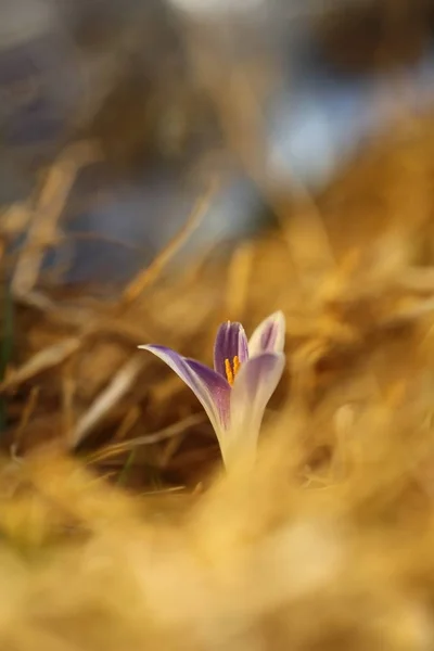 Krokus Albiflorus Eine Seltene Pflanze Freie Natur Der Tschechischen Republik — Stockfoto