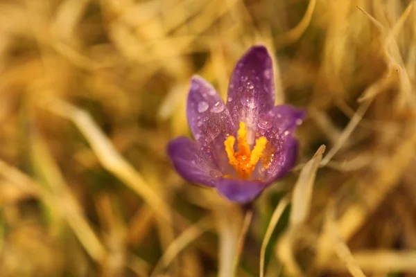 Crocus Albiflorus Rare Plant Free Nature Czech Spring Nature Czech — Stock Photo, Image