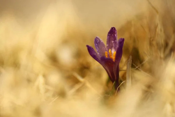 Crocus Albiflorus Rare Plant Free Nature Czech Spring Nature Czech — Stock Photo, Image