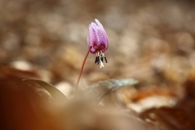 Cins Erythronium Avrupa'da büyüyen tek türdür. Güney ve Orta Avrupa'da yaygındır. Ücretsiz doğa. Bir bitkinin güzel bir resim. Bahar doğa.