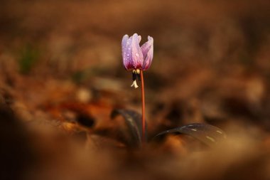Cins Erythronium Avrupa'da büyüyen tek türdür. Güney ve Orta Avrupa'da yaygındır. Ücretsiz doğa. Bir bitkinin güzel bir resim. Bahar doğa.