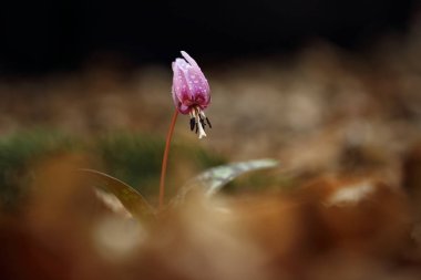 Cins Erythronium Avrupa'da büyüyen tek türdür. Güney ve Orta Avrupa'da yaygındır. Ücretsiz doğa. Bir bitkinin güzel bir resim. Bahar doğa.