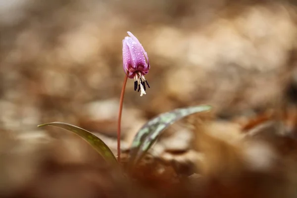 Erythronium 属的唯一种 生长在欧洲 它在欧洲南部和中欧很普遍 自由的本性 一幅植物的美丽图画 春天自然 — 图库照片