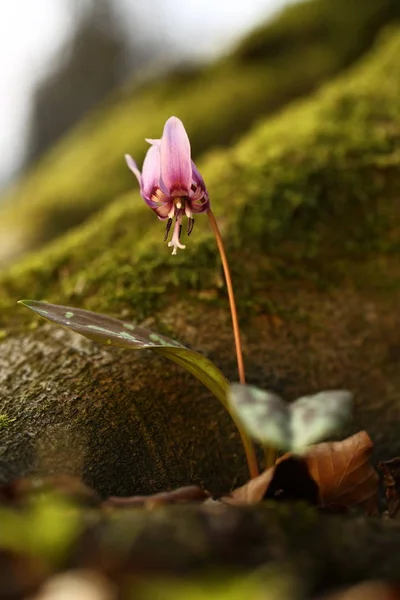 Única Espécie Género Erythronium Que Cresce Europa Muito Difundida Sul — Fotografia de Stock