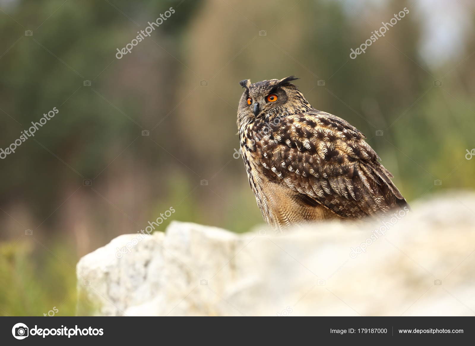 Bubo Bubo Uil Natuurlijke Omgeving Wilde Natuur Herfst Kleuren Foto — Stockfoto