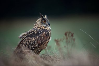 Bubo bubo. Baykuş doğal ortamda. Vahşi doğa. Sonbahar renkleri içinde belgili tanımlık fotoğraf. Baykuş Photos.Owl. Fotoğraf devlet Çek Cumhuriyeti'nde alınır.