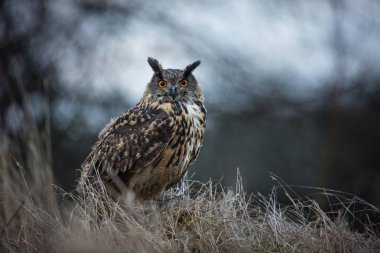 Bubo bubo. Baykuş doğal ortamda. Vahşi doğa. Sonbahar renkleri içinde belgili tanımlık fotoğraf. Baykuş Photos.Owl. Fotoğraf devlet Çek Cumhuriyeti'nde alınır.