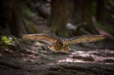 Bubo bubo. Baykuş doğal ortamda. Vahşi doğa. Sonbahar renkleri içinde belgili tanımlık fotoğraf. Baykuş Photos.Owl. Fotoğraf devlet Çek Cumhuriyeti'nde alınır.
