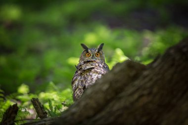 Bubo bubo. Baykuş doğal ortamda. Vahşi doğa. Sonbahar renkleri içinde belgili tanımlık fotoğraf. Baykuş Photos.Owl. Fotoğraf devlet Çek Cumhuriyeti'nde alınır.