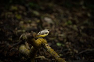 Motacilla cinerea. Vahşi doğa. Çek'i tarafından fotoğraflandı Ücretsiz doğa. Kuş hayattan. Güzel resim. Doğa. Kuş. Su ve kuş.