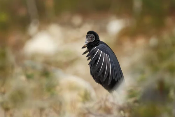 Coragyps Atratus Photographié République Tchèque Vie Des Oiseaux Nature Belle — Photo