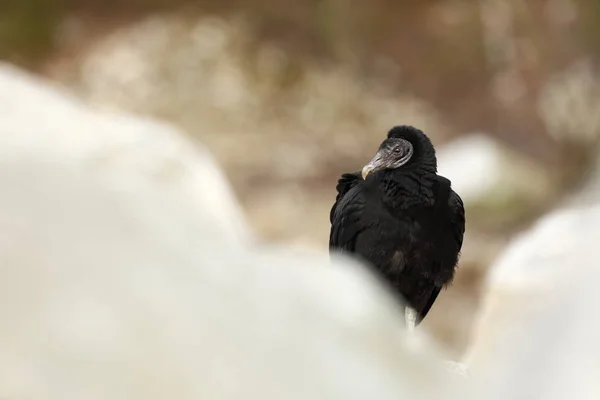 Coragyps Atratus Photographed Czech Republic Bird Life Nature Beautiful Picture — Stock Photo, Image