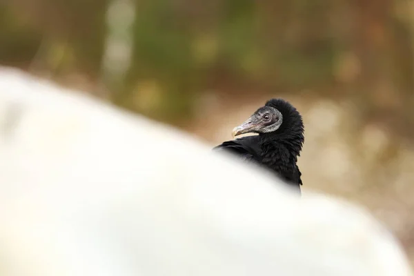 Coragyps Atratus Photographié République Tchèque Vie Des Oiseaux Nature Belle — Photo