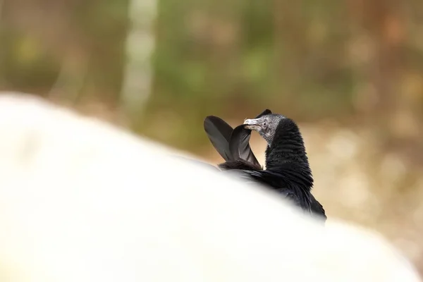 Coragyps Atratus在捷克共和国拍摄 从鸟类的生活 美丽的图片 — 图库照片