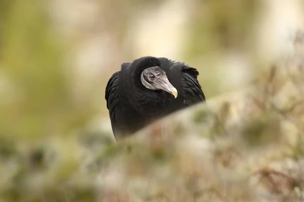 Coragyps Atratus Fotograferade Tjeckien Från Fågelliv Naturen Vacker Bild — Stockfoto