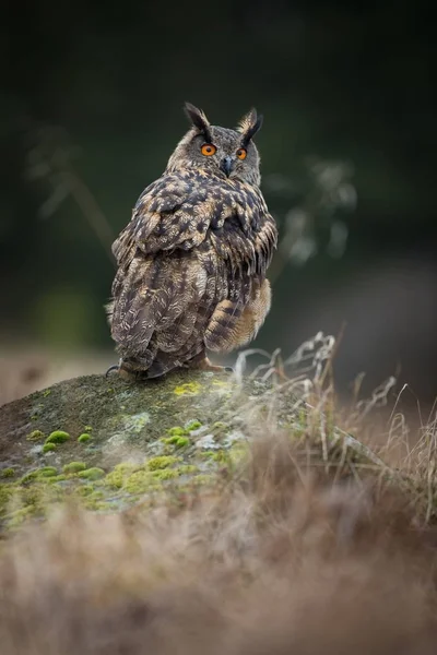 横痃横痃 自然環境の中のフクロウ 野生の自然 写真を紅葉します フクロウの Photos Owl 状態チェコ共和国で撮影します — ストック写真