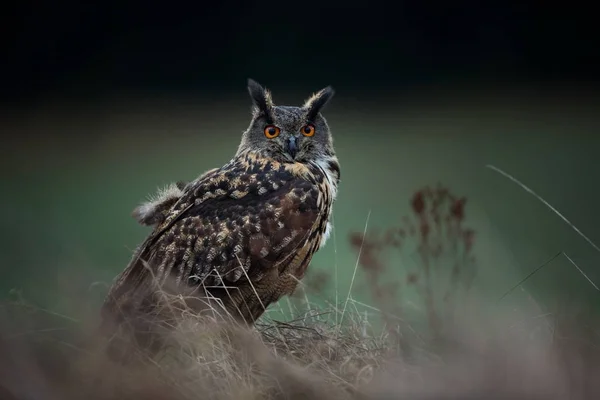 横痃横痃 自然環境の中のフクロウ 野生の自然 写真を紅葉します フクロウの Photos Owl 状態チェコ共和国で撮影します — ストック写真