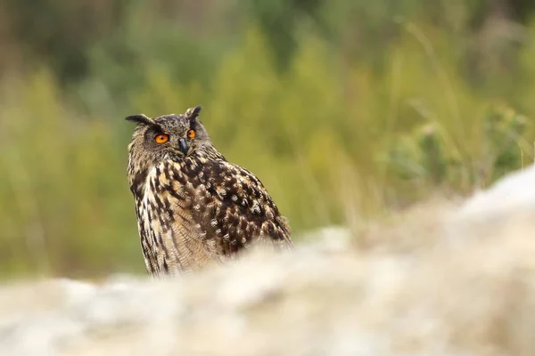 Bubo Bubo Eule Der Natürlichen Umgebung Wilde Natur Herbstfarben Auf — Stockfoto