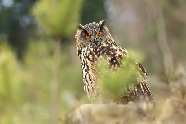 Bubo Bubo Coruja Ambiente Natural Natureza Selvagem Cores Outono Foto — Fotografia de Stock