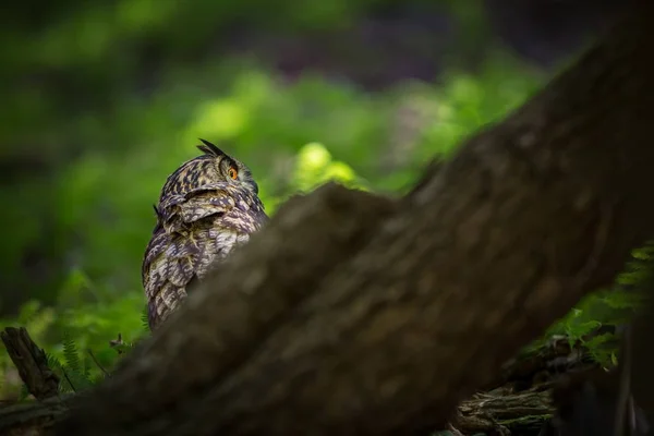 Bubo Bubo Uil Natuurlijke Omgeving Wilde Natuur Herfst Kleuren Foto — Stockfoto