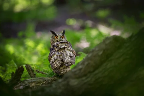 Bubo Bubo Eule Der Natürlichen Umgebung Wilde Natur Herbstfarben Auf — Stockfoto