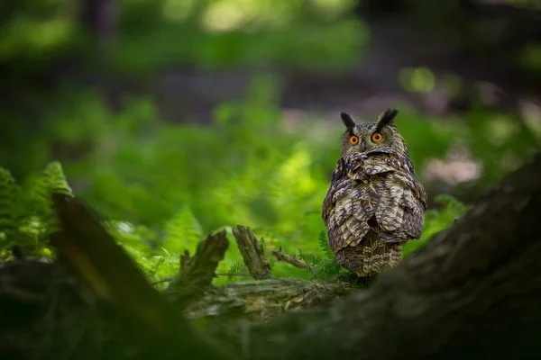 Bubo Bubo Coruja Ambiente Natural Natureza Selvagem Cores Outono Foto — Fotografia de Stock