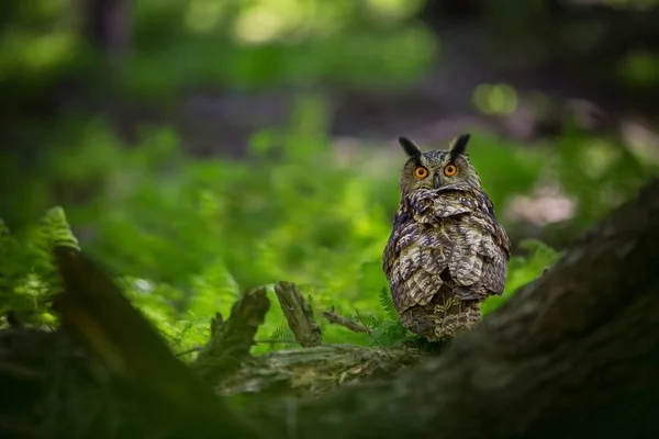 Bubo Bubo Búho Entorno Natural Naturaleza Salvaje Colores Otoñales Foto — Foto de Stock