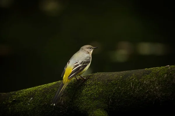 Motacilla Cinerea Vild Natur Fotograferad Tjeckiska Fri Natur Från Fågelliv — Stockfoto