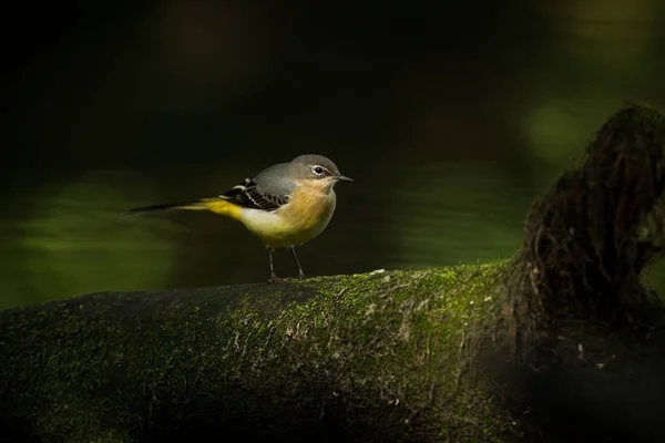 Motacilla Cinerea Vild Natur Fotograferad Tjeckiska Fri Natur Från Fågelliv — Stockfoto