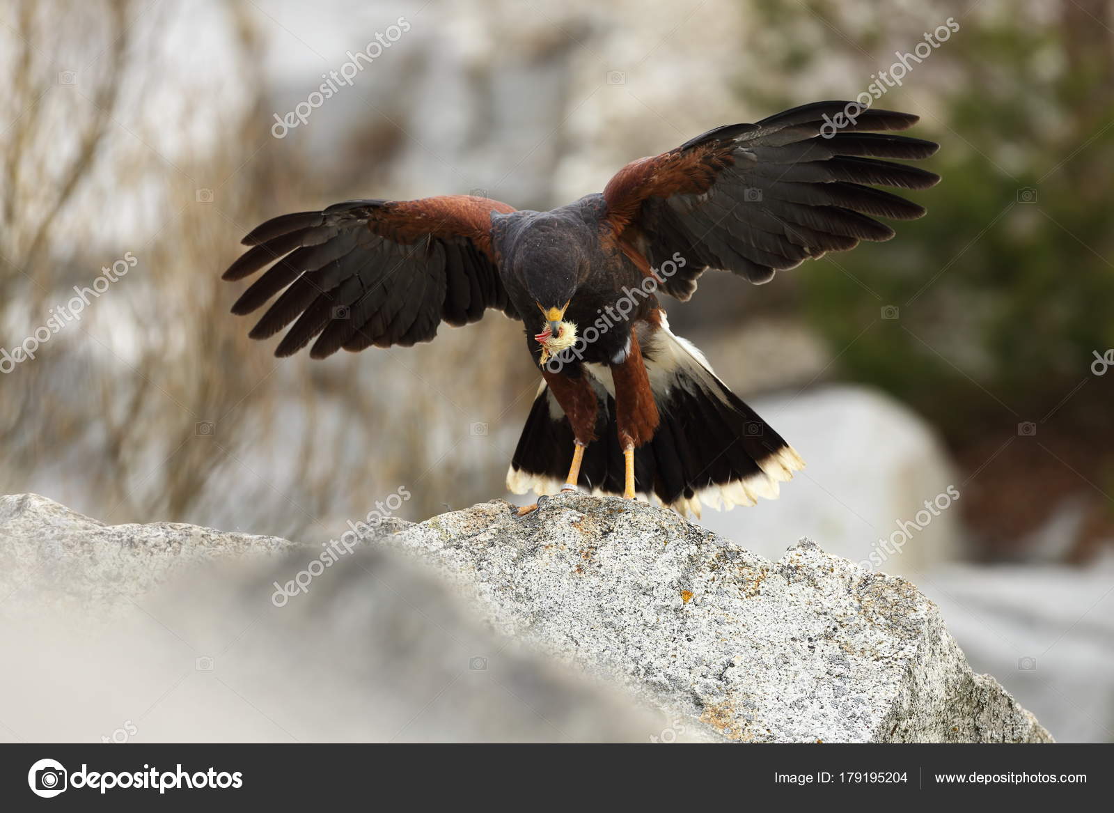 Parabuteo Unicinctus Oiseau Proie Taille Moyenne Famille