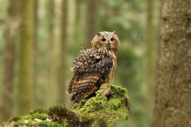Bubo bengalensis. Çek dili olarak fotoğrafı Baykuş doğada. Güzel fotoğraf. Sonbahar doğa. Baykuş. Doğa. Orman.