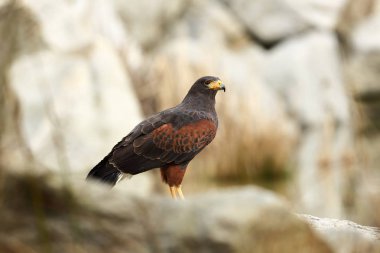 Parabuteo unicinctus. Bir orta ölçekli yırtıcı kuş güneyde Şili ve Arjantin'ın güneybatı ABD arasında değişen Harrier ailenin. Çek dili olarak fotoğrafı Güzel resim. Doğa. Kuş hayattan.