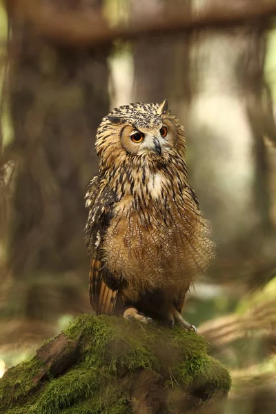 Bubo Bengalensis Fotografado Checo Coruja Natureza Bela Foto Natureza Outono — Fotografia de Stock