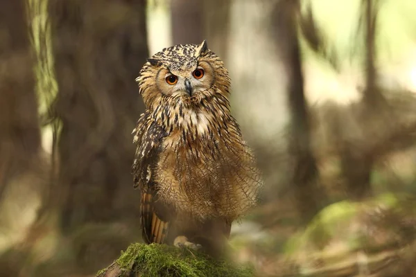 Bubo Bengalensis Photographed Czech Owl Nature Beautiful Photo Autumn Nature — Stock Photo, Image