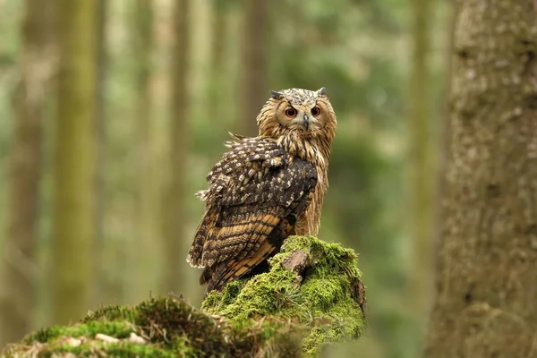 Bubo Повідомили Сфотографований Чеською Мовою Сова Природі Найкрасивіші Фото Осінній — стокове фото