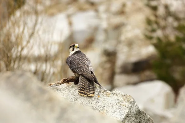 Falco Biarmicus Predator Stato Fotografato Nella Repubblica Ceca Grandi Uccelli — Foto Stock