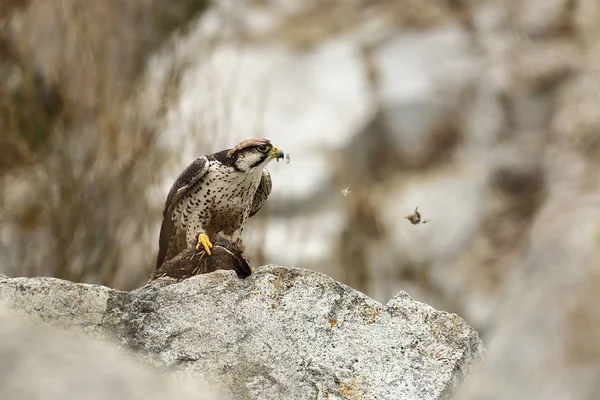 Falco Biarmicus Depredador Fue Fotografiado República Checa Gran Ave Depredadora —  Fotos de Stock