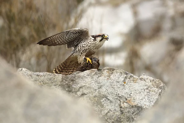 Falco Biarmicus Predator Foi Fotografado República Tcheca Grande Pássaro Predador — Fotografia de Stock