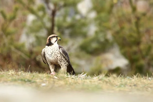 Falco Biarmicus Predator Été Photographié République Tchèque Grand Oiseau Prédateur — Photo